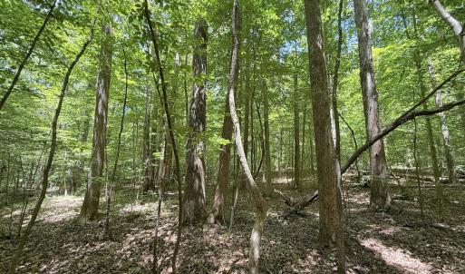 Photo #24 of Off of Buttonwood Ln Lot 5, Roxboro, NC 5.1 acres