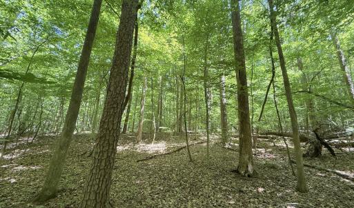 Photo #28 of Off of Buttonwood Ln Lot 5, Roxboro, NC 5.1 acres