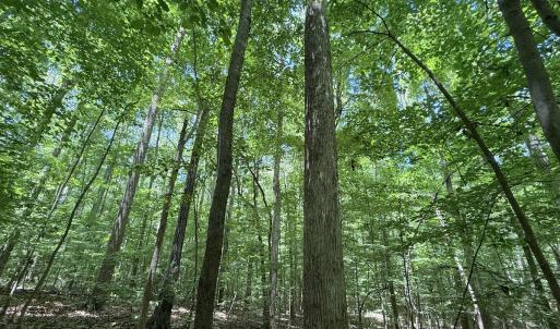 Photo #8 of Off of Buttonwood Ln Lot 5, Roxboro, NC 5.1 acres