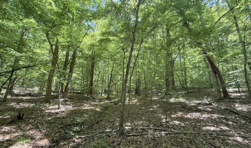 Photo #9 of Off of Buttonwood Ln Lot 5, Roxboro, NC 5.1 acres