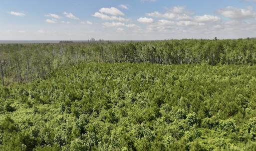 Photo #28 of Off US Hwy 264, Engelhard, NC 500.0 acres