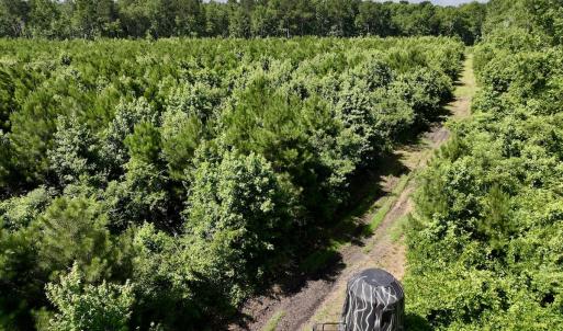 Photo #34 of Off US Hwy 264, Engelhard, NC 500.0 acres