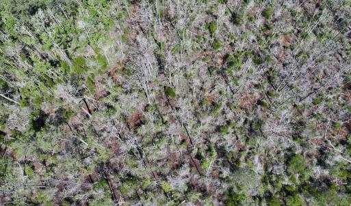Photo #61 of Off US Hwy 264, Engelhard, NC 500.0 acres