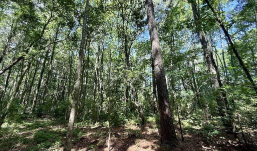 Photo #62 of Off US Hwy 264, Engelhard, NC 500.0 acres