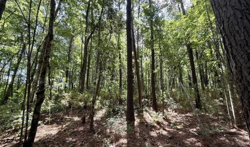 Photo #63 of Off US Hwy 264, Engelhard, NC 500.0 acres
