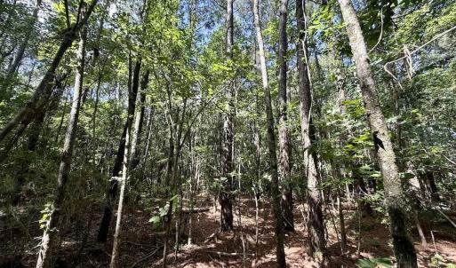 Photo #64 of Off US Hwy 264, Engelhard, NC 500.0 acres