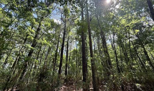 Photo #66 of Off US Hwy 264, Engelhard, NC 500.0 acres