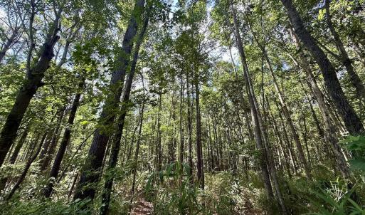 Photo #68 of Off US Hwy 264, Engelhard, NC 500.0 acres
