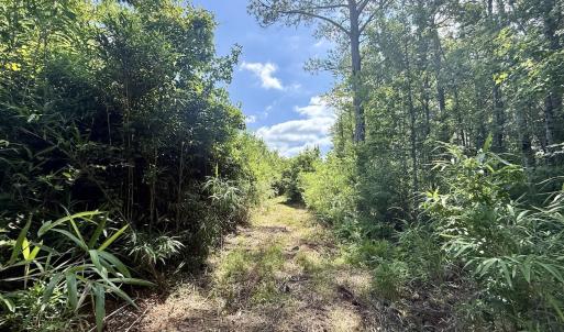 Photo #69 of Off US Hwy 264, Engelhard, NC 500.0 acres