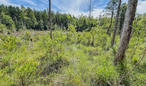 Photo #11 of Off of US Hwy 1, Patrick, SC 17.1 acres