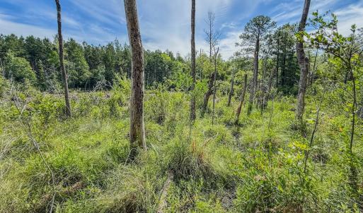 Photo #12 of Off of US Hwy 1, Patrick, SC 17.1 acres