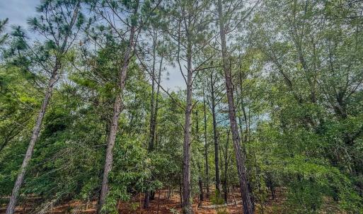 Photo #16 of Off of US Hwy 1, Patrick, SC 17.1 acres