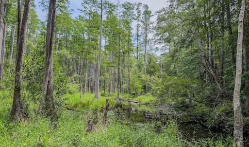 Photo #21 of Off of US Hwy 1, Patrick, SC 17.1 acres