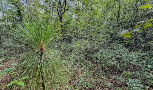 Photo #23 of Off of US Hwy 1, Patrick, SC 17.1 acres