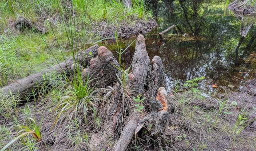 Photo #26 of Off of US Hwy 1, Patrick, SC 17.1 acres