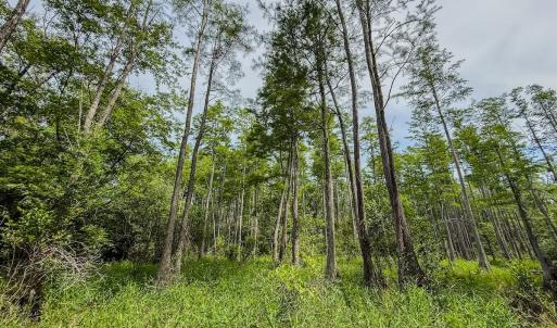 Photo #27 of Off of US Hwy 1, Patrick, SC 17.1 acres