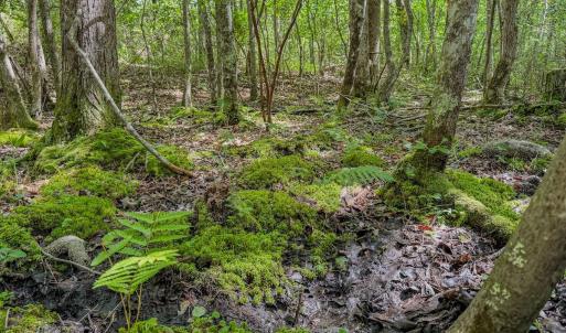 Photo #5 of Off of US Hwy 1, Patrick, SC 17.1 acres