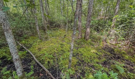 Photo #6 of Off of US Hwy 1, Patrick, SC 17.1 acres
