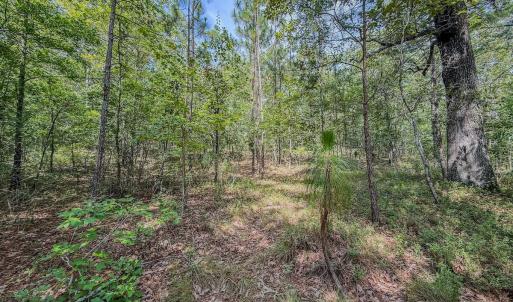 Photo #7 of Off of US Hwy 1, Patrick, SC 17.1 acres