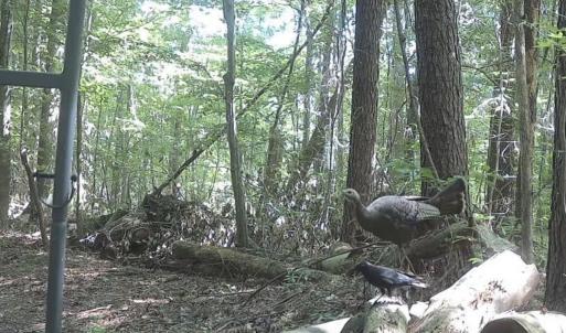 Photo #66 of 211 Arbor Drive, Columbia, NC 6.2 acres