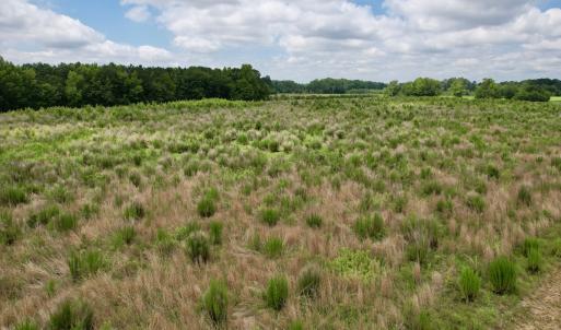 Photo #24 of Off of Powell Road, Green Sea, SC 69.0 acres