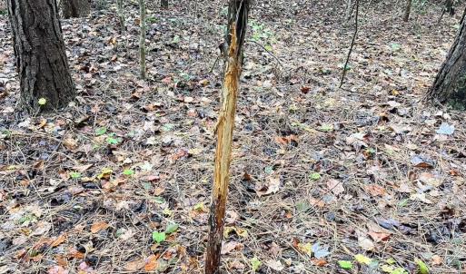 Photo #11 of Off of Hills Dr, Dewitt, VA 27.0 acres