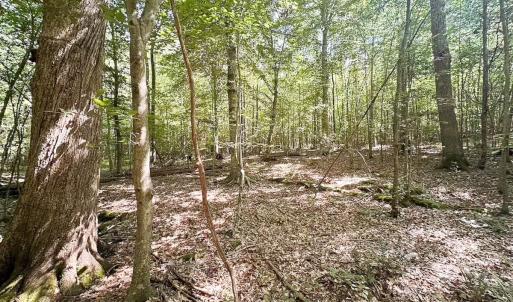 Photo #17 of Off of Hills Dr, Dewitt, VA 27.0 acres