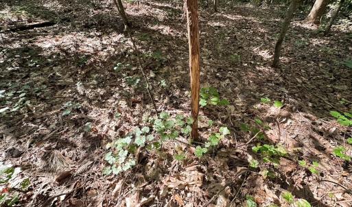 Photo #18 of Off of Hills Dr, Dewitt, VA 27.0 acres