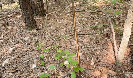 Photo #23 of Off of Hills Dr, Dewitt, VA 27.0 acres