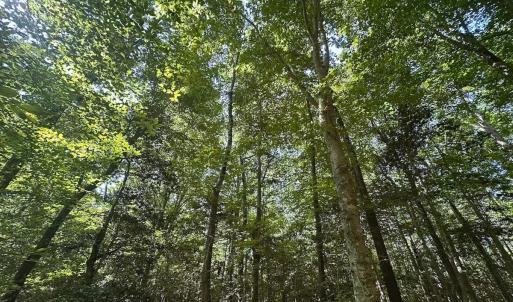 Photo #24 of Off of Hills Dr, Dewitt, VA 27.0 acres