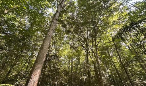 Photo #3 of Off of Hills Dr, Dewitt, VA 27.0 acres