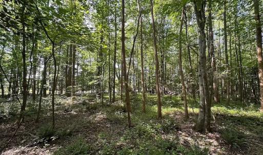Photo #34 of Off of Hills Dr, Dewitt, VA 27.0 acres