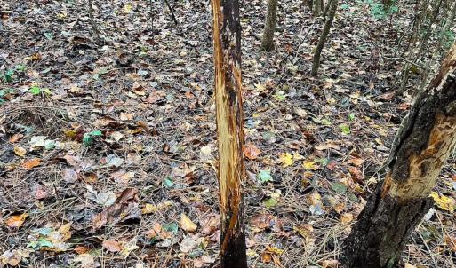 Photo #5 of Off of Hills Dr, Dewitt, VA 27.0 acres