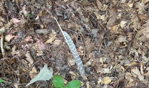 Photo #6 of Off of Hills Dr, Dewitt, VA 27.0 acres
