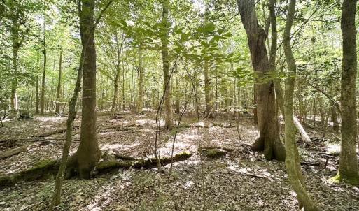 Photo #10 of Off of Hills Dr, Dewitt, VA 27.0 acres
