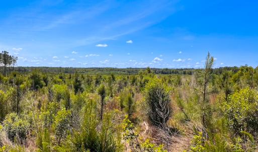 Photo #43 of Off of Moore's Ferry Rd, Skippers, VA 229.0 acres