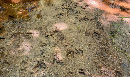 Photo #10 of Off of Spring Church Road, Skippers, VA 43.0 acres