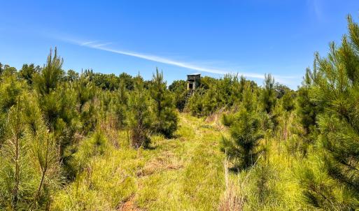 Photo #12 of Off of Spring Church Road, Skippers, VA 43.0 acres