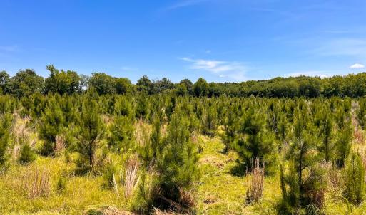 Photo #18 of Off of Spring Church Road, Skippers, VA 43.0 acres