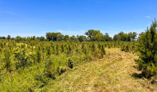 Photo #26 of Off of Spring Church Road, Skippers, VA 43.0 acres