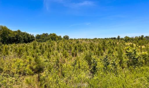 Photo #27 of Off of Spring Church Road, Skippers, VA 43.0 acres