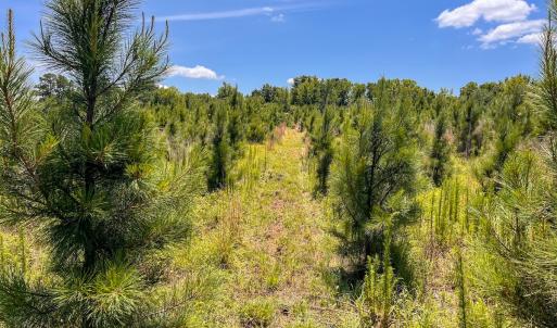 Photo #36 of Off of Spring Church Road, Skippers, VA 43.0 acres