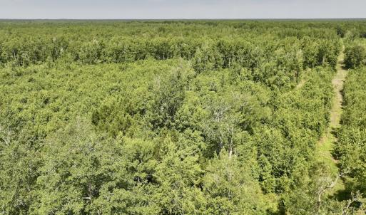Photo #13 of Lot 20 Guinea Mill Rd, Ernul, NC 34.9 acres