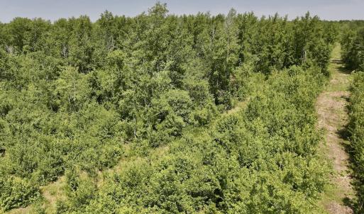 Photo #15 of Lot 20 Guinea Mill Rd, Ernul, NC 34.9 acres