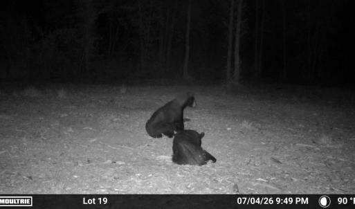 Photo #7 of Lot 20 Guinea Mill Rd, Ernul, NC 34.9 acres
