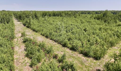 Photo #11 of Lot 20 Guinea Mill Rd, Ernul, NC 34.9 acres
