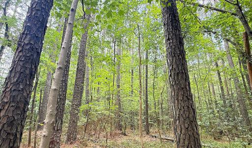 Photo #17 of Off Colonial Trail West, Spring Grove, VA 47.0 acres