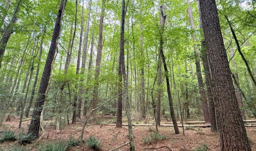 Photo #19 of Off Colonial Trail West, Spring Grove, VA 47.0 acres