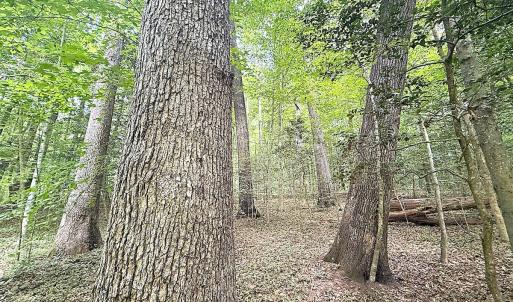 Photo #9 of Off Colonial Trail West, Spring Grove, VA 47.0 acres