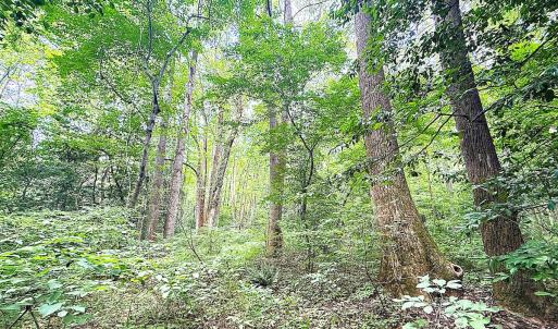Photo #12 of Off Colonial Trail West, Spring Grove, VA 47.0 acres